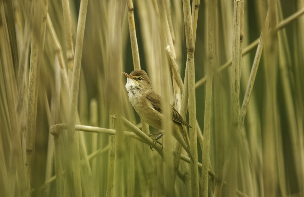 a small bird sitting on top of a dry grass field