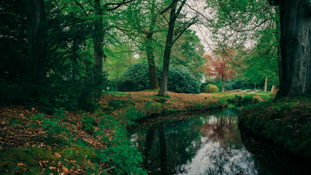 Un río que atraviesa un frondoso bosque verde