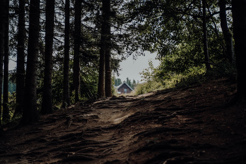 a dirt path in the middle of a forest