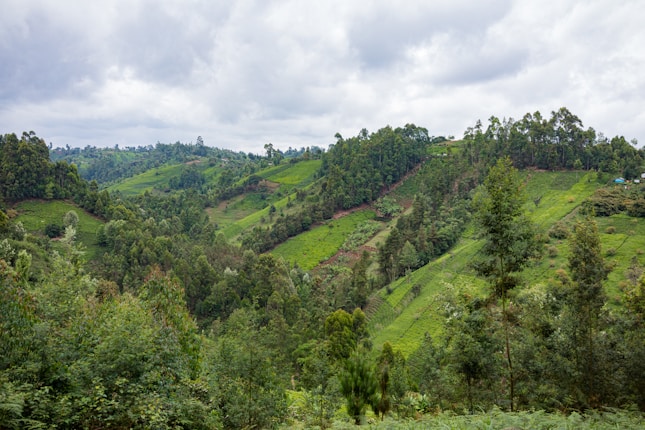A lush, green hilly landscape with dense forests and rolling hills under a cloudy sky. The terrain appears to be covered with a mix of wild vegetation and cultivated areas, suggesting agricultural activity in the region.