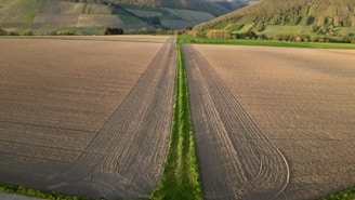 Aerial view of a vast agricultural field with neat rows, bordered by a narrow green path. The landscape extends to rolling hills covered with patches of forest and fields, under a clear sky.