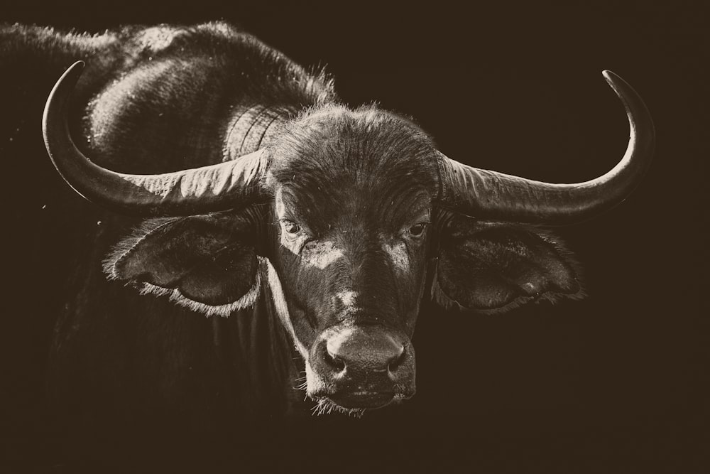 a black and white photo of a bull with large horns