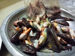 Freshly harvested catfish being carefully handled by a farmer at Lagos farm.