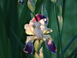A close-up of an iris flower with intricate petals displaying a combination of creamy white, deep purple, and maroon colors. The background features green leaves that softly blur, enhancing the flower's details.