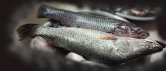 Two large fish lie side by side on a tray, with visible scales and fins. The fish have a shiny, wet appearance, highlighting their streamlined bodies and distinctive features.