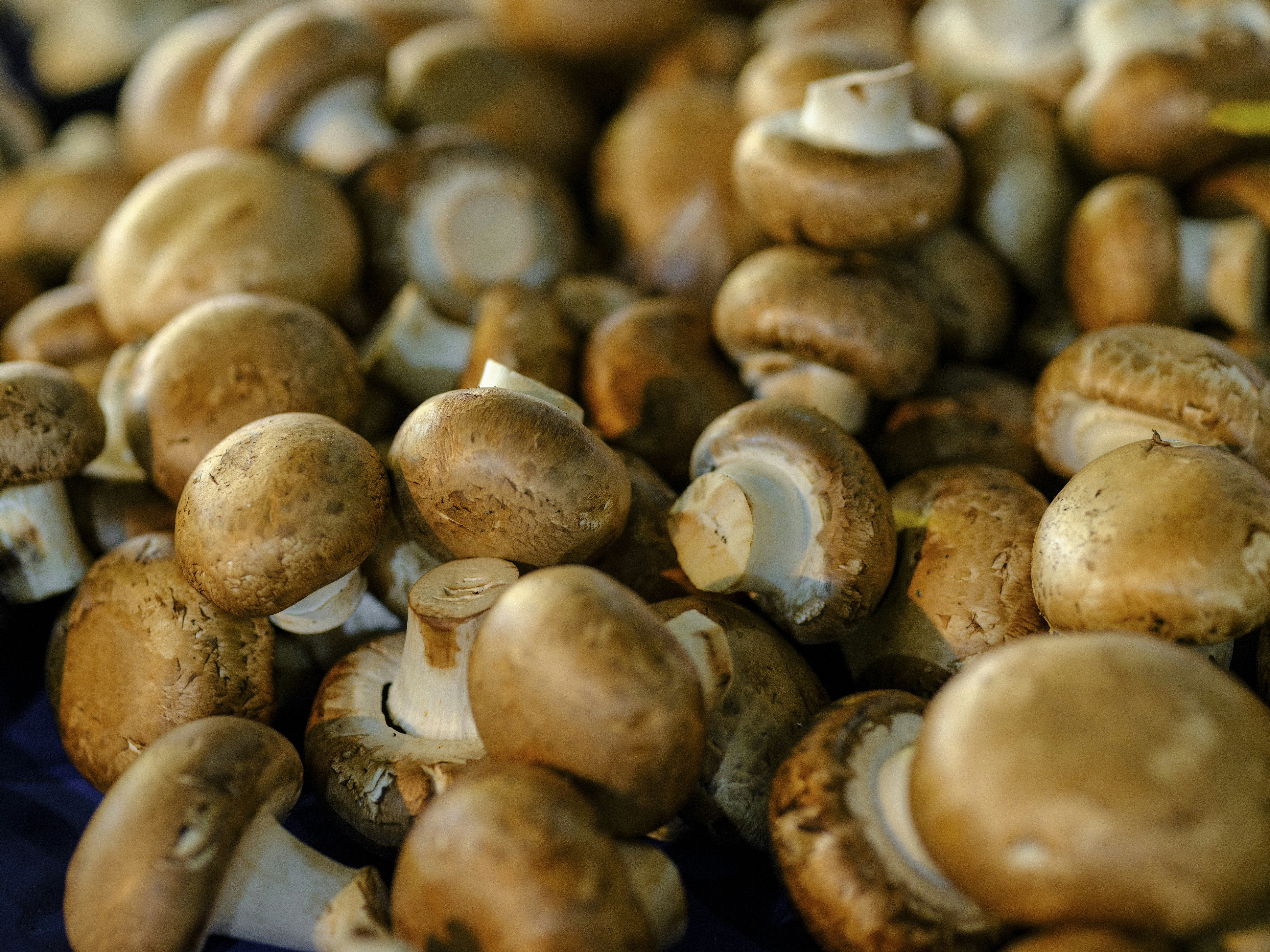 Fresh oyster mushrooms at market