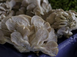 A cluster of oyster mushrooms with delicate, overlapping caps that have a creamy, off-white color. The gills are prominently visible, providing a textural contrast to the smooth surface of the caps. The mushrooms are placed on a dark surface with a hint of a green background.