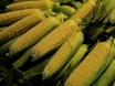 a pile of corn on the cob
