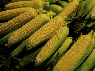 a pile of corn on the cob