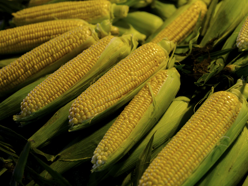 Harvested maize cobs