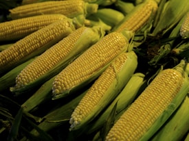 Several ears of corn in varying shades of yellow and green are clustered together, partially husked to reveal the kernels. The husks are a vibrant green, giving a fresh and natural feel. The image is well-lit, accentuating the texture and color of the corn.