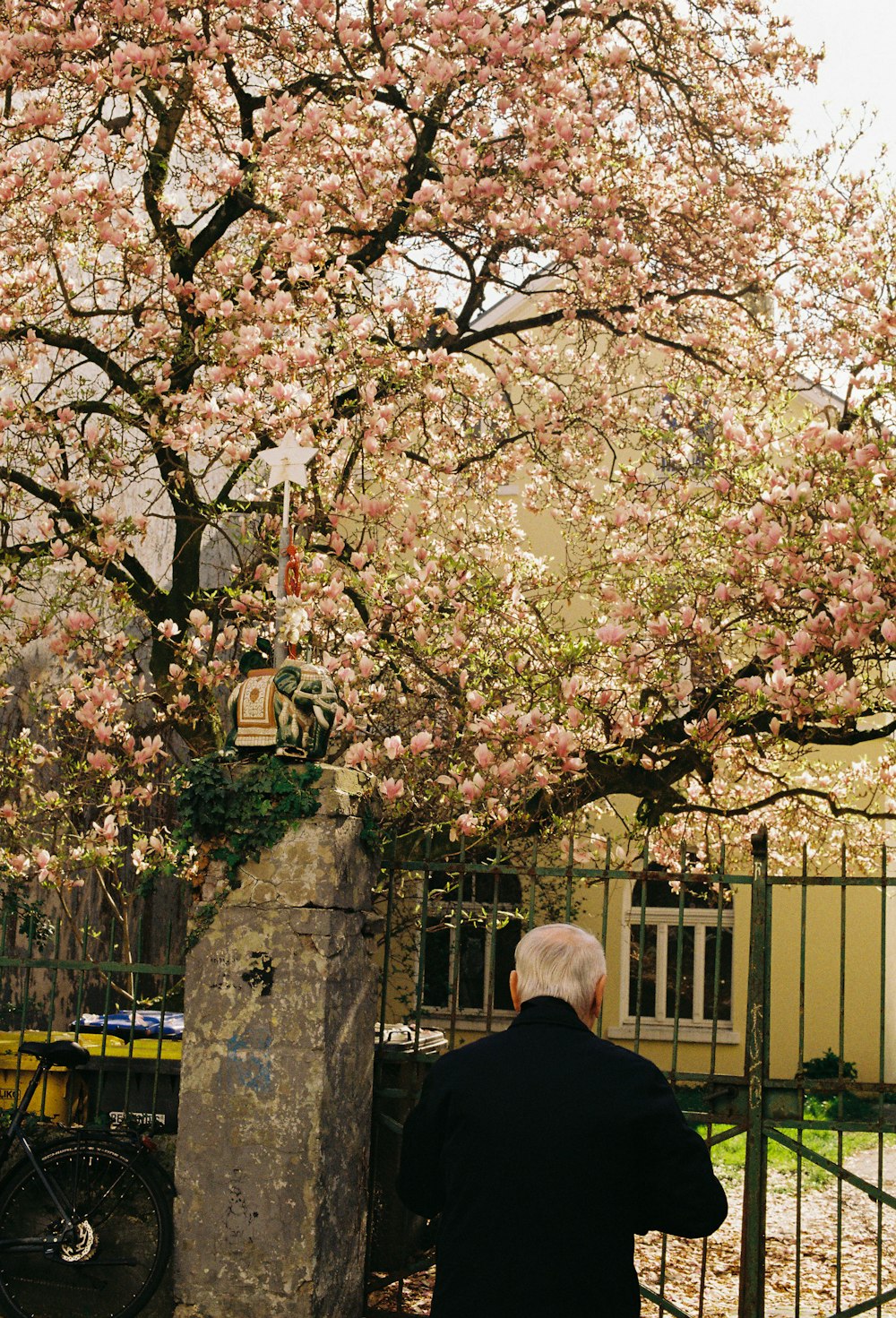 a man standing in front of a tree with pink flowers