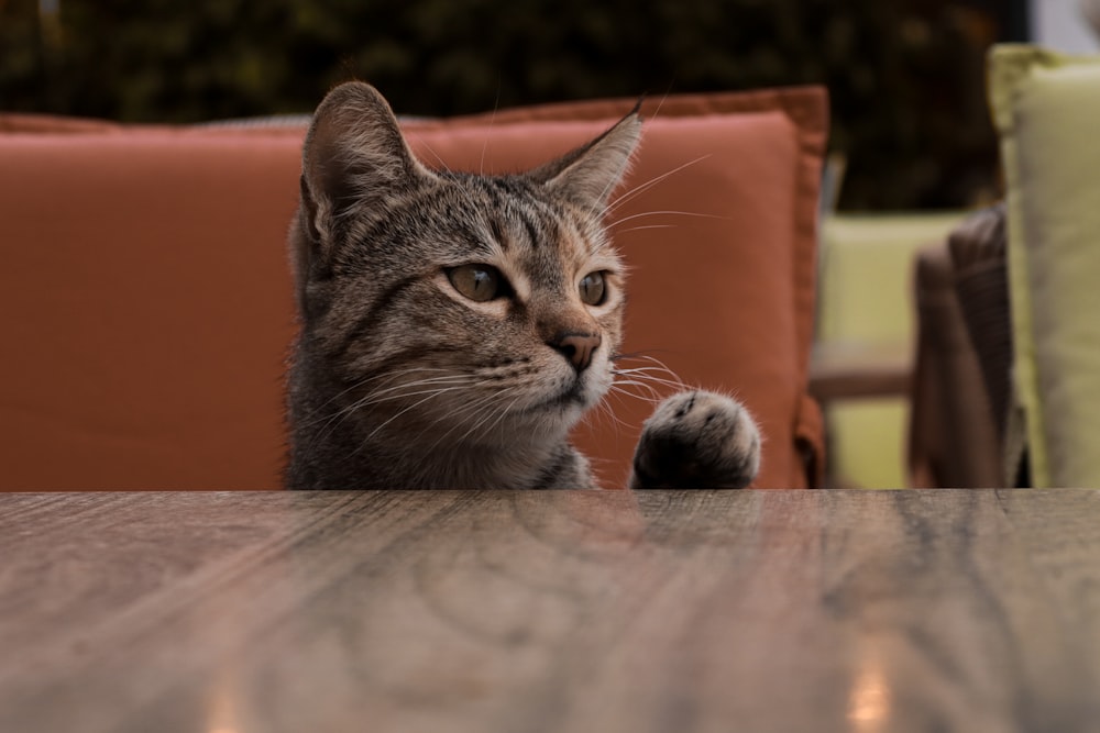 a cat sitting at a table looking at the camera