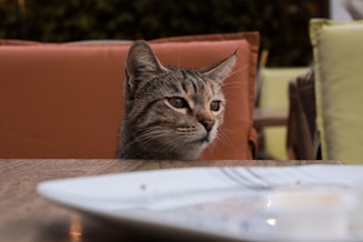 a cat sitting at a table looking at the camera