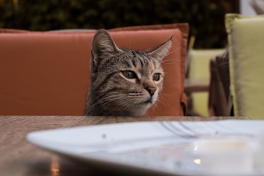 a cat sitting at a table looking at the camera