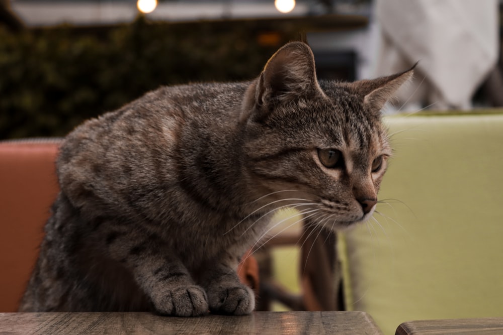 a cat sitting on top of a wooden table