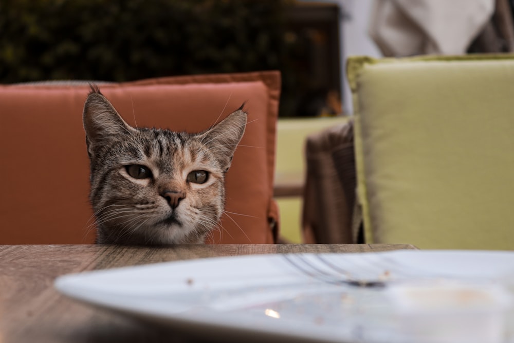 a cat sitting at a table looking at the camera