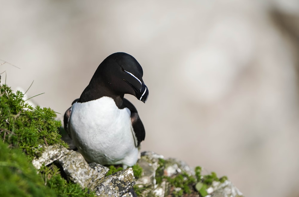 a black and white bird sitting on a rock