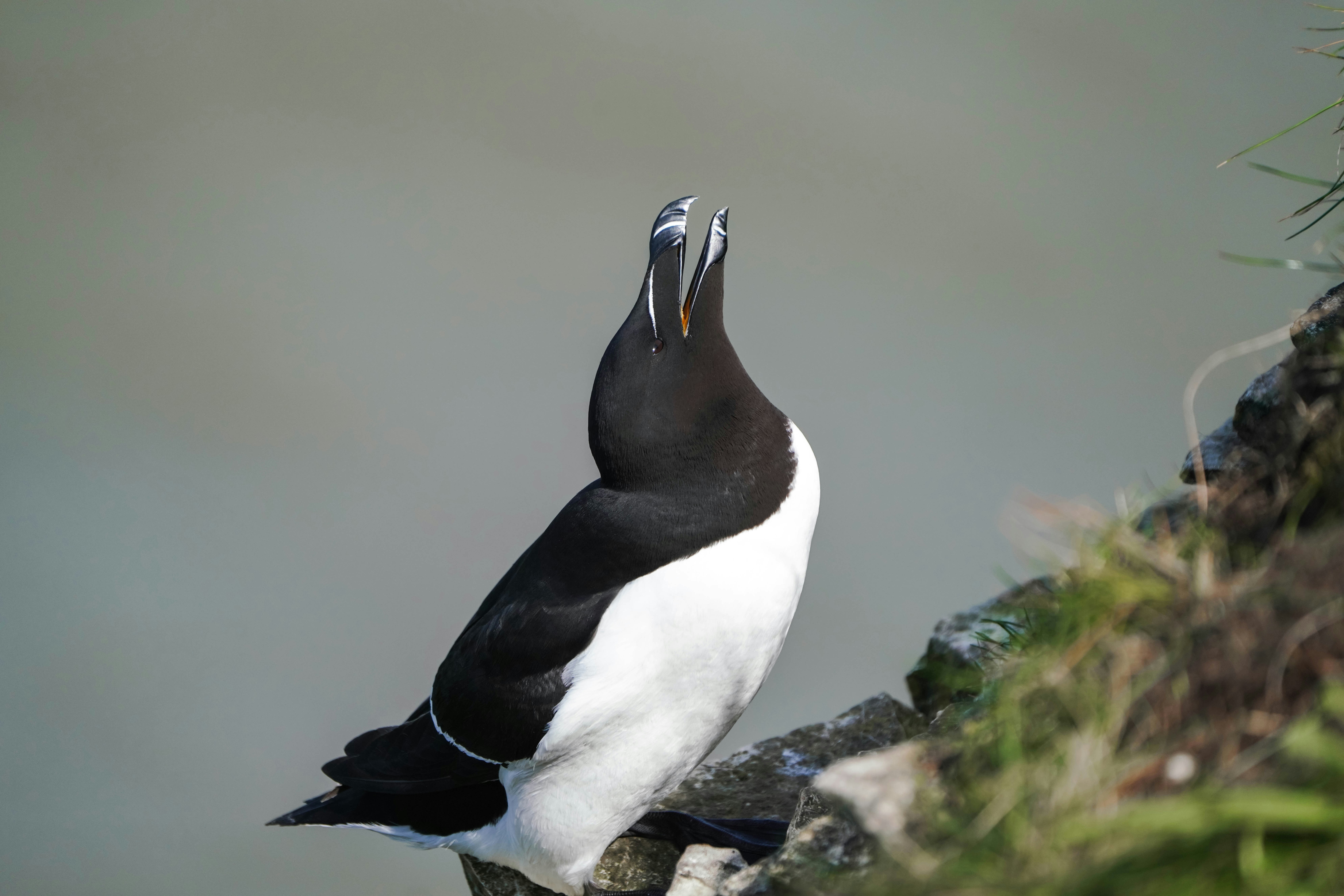 Un oiseau noir et blanc assis au sommet d’un rocher