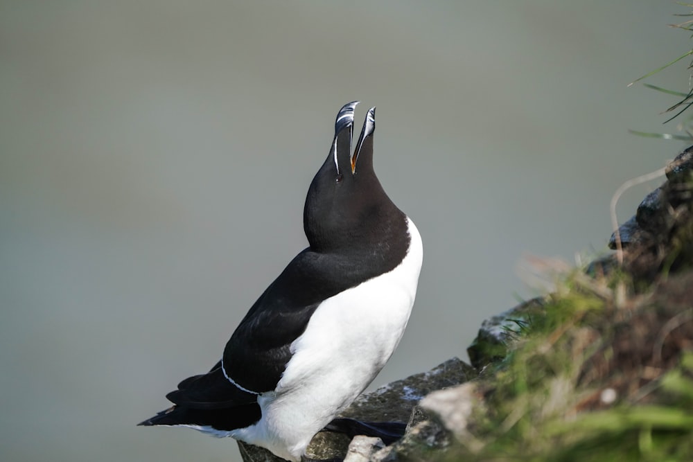 um pássaro preto e branco sentado em cima de uma rocha