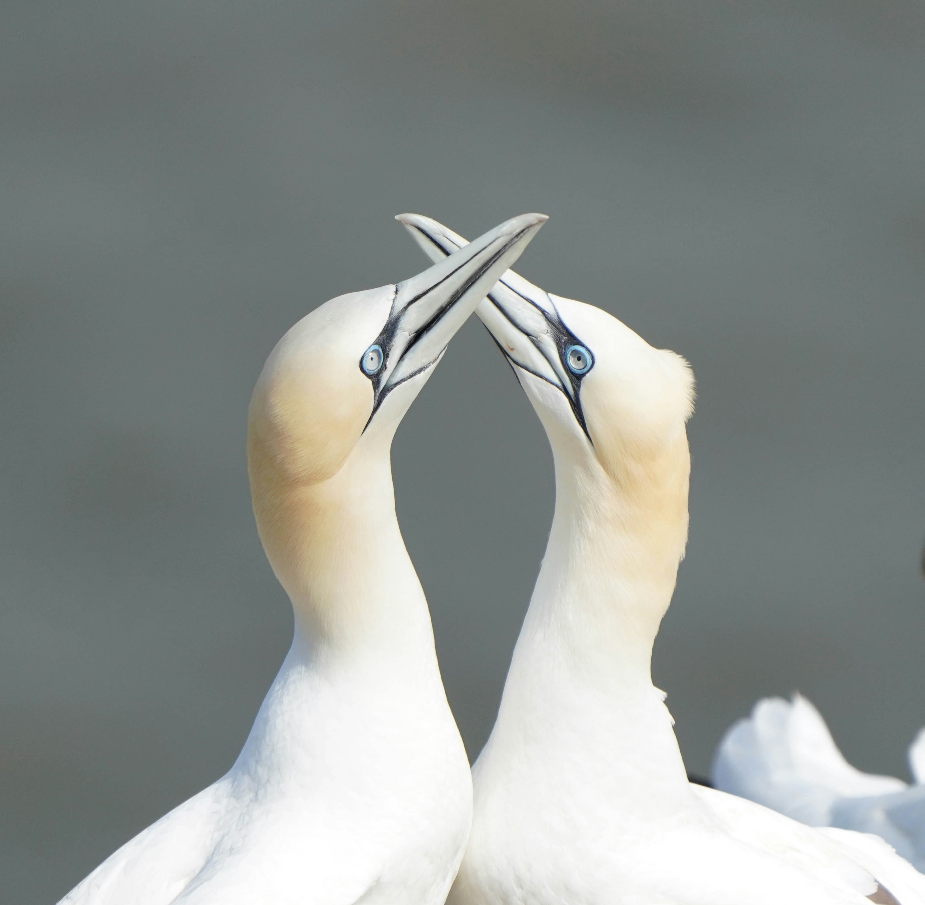un couple d’oiseaux debout l’un à côté de l’autre
