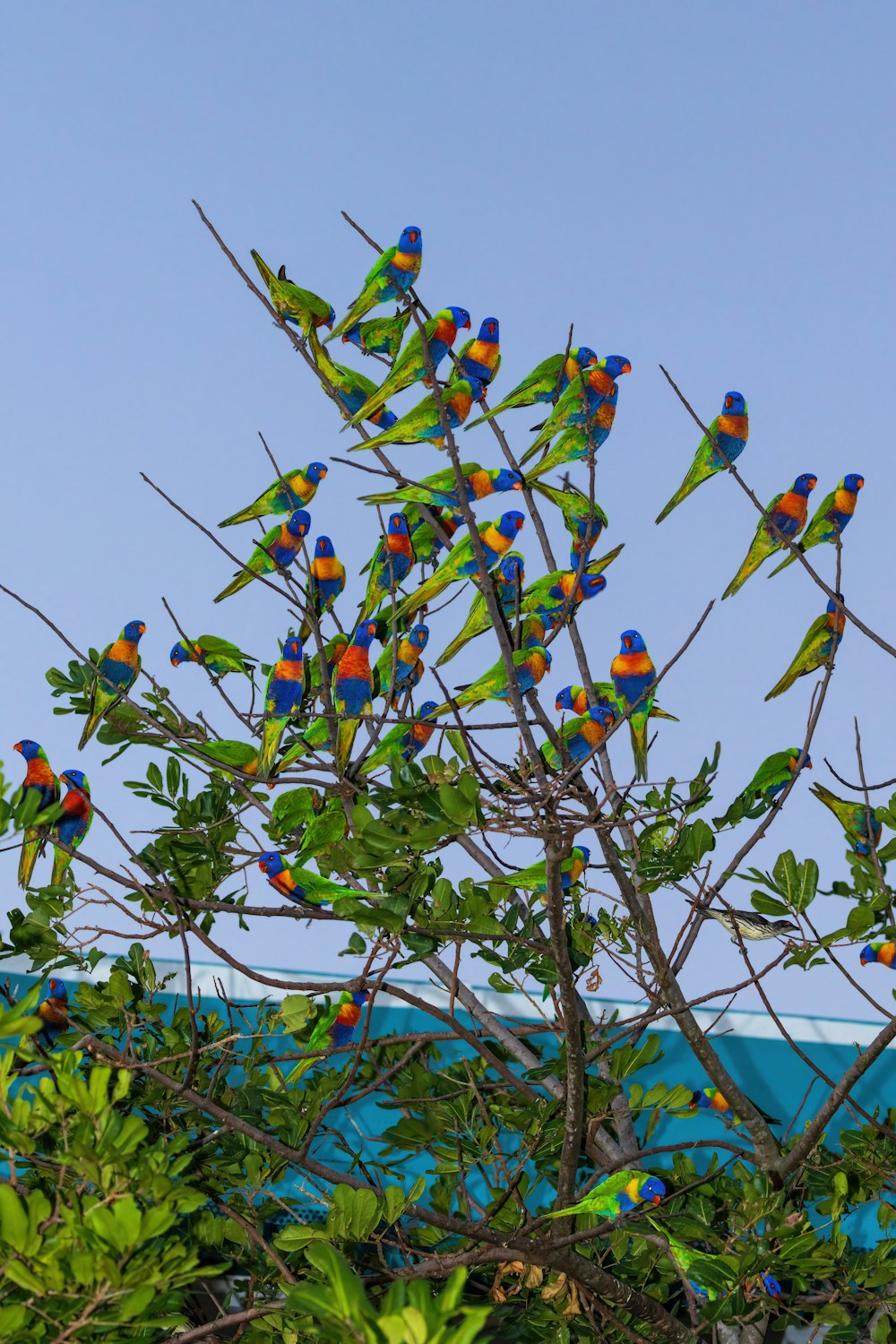 a flock of colorful birds sitting on top of a tree