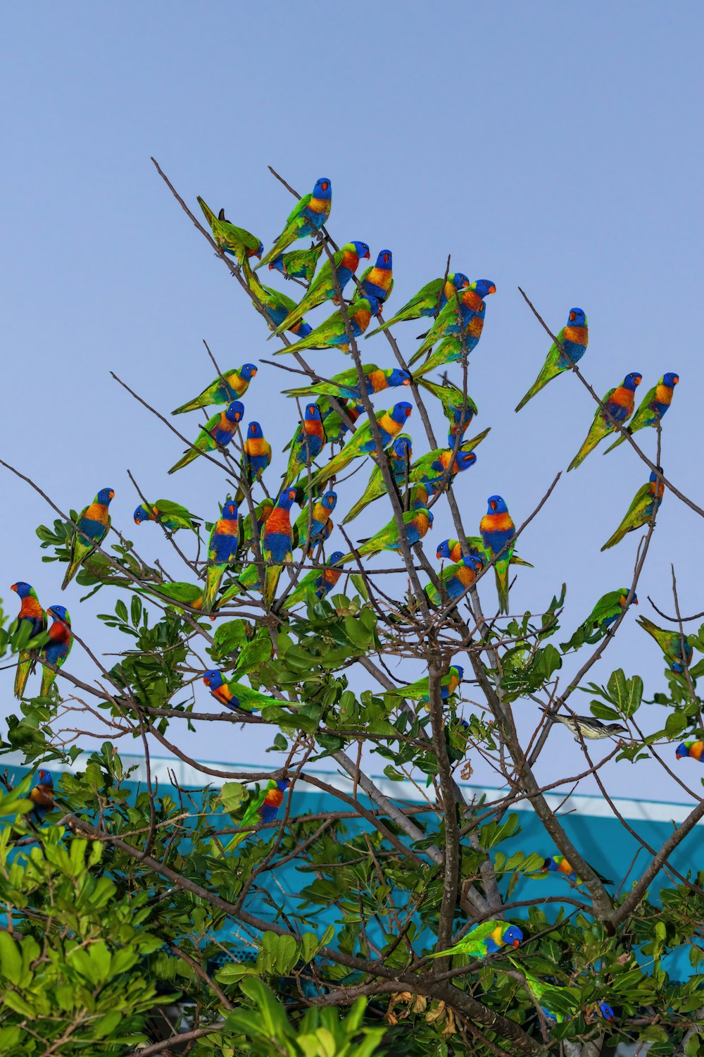 uno stormo di uccelli colorati seduti sulla cima di un albero