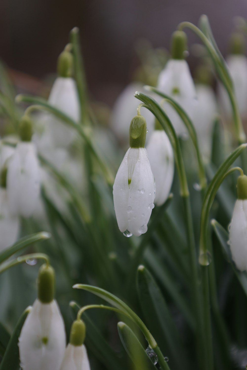 un groupe de fleurs blanches avec des gouttes d’eau dessus