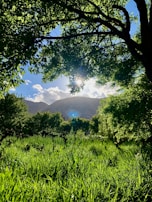 Sunlight filtering through moringa trees in a lush green field.