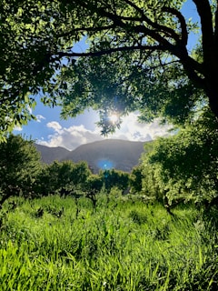 Sunlight filtering through moringa trees in a lush green field.