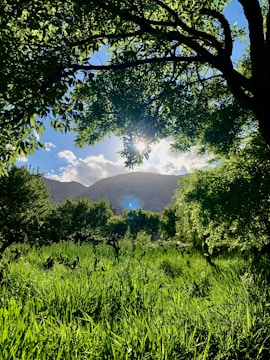 Sunlight filtering through lush coffee trees on the Acayotla mountainside.
