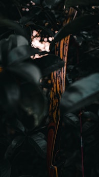 Close-up of a traditional wooden longbow resting against a rustic tree trunk, bathed in soft morning light.