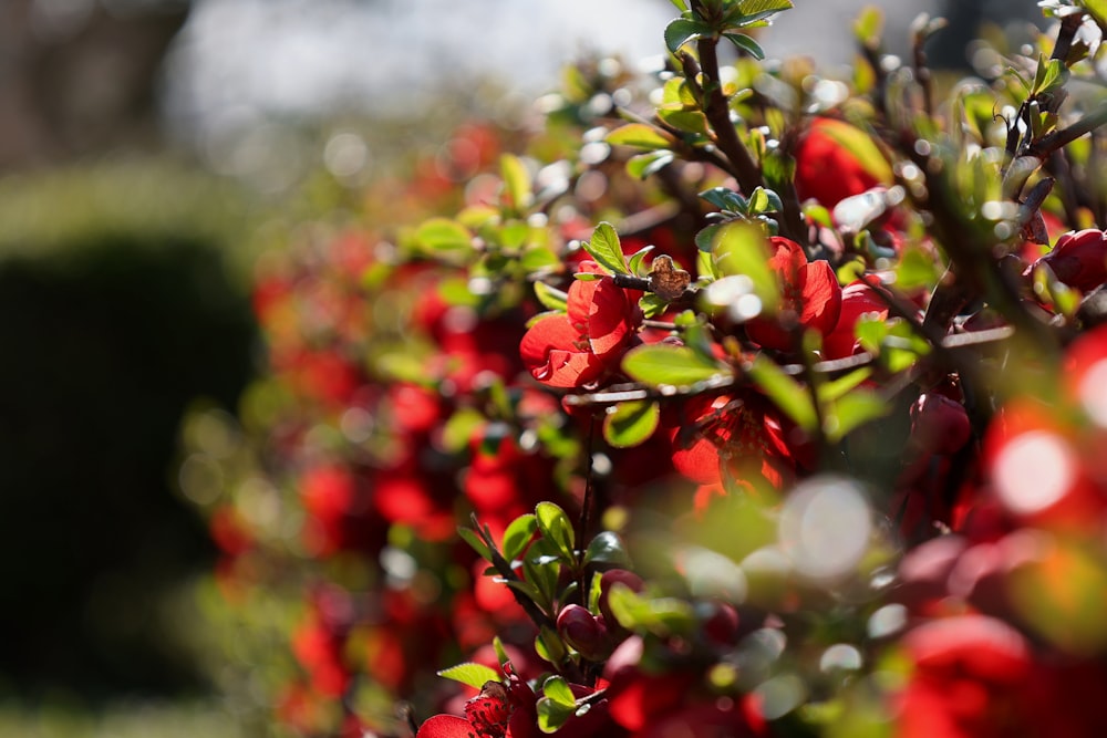 a bush with red flowers and green leaves