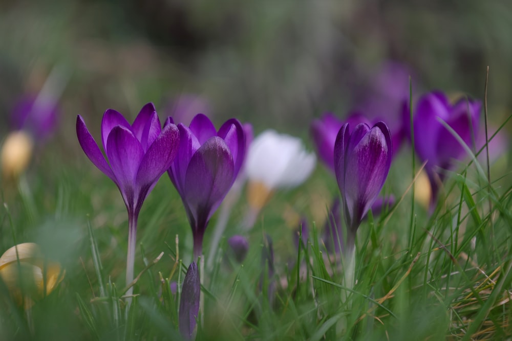 a group of purple flowers sitting in the grass