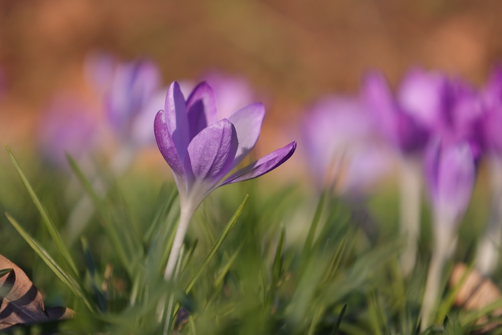 a group of purple flowers sitting in the grass