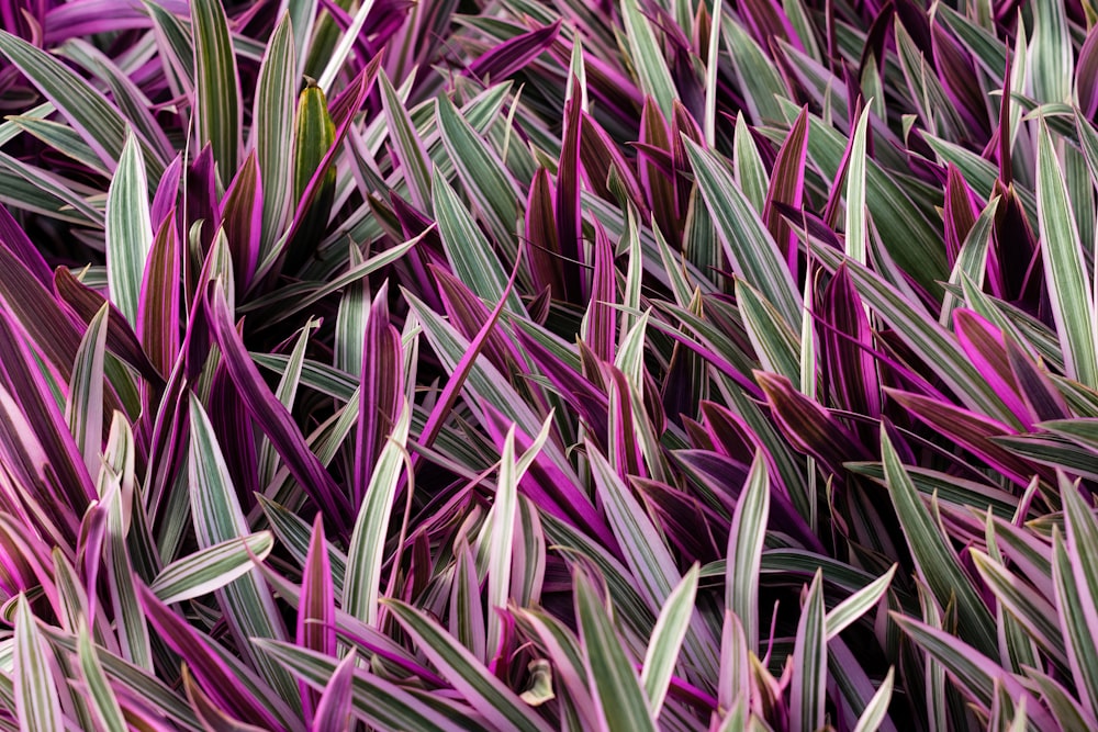 a close up of a bunch of purple grass