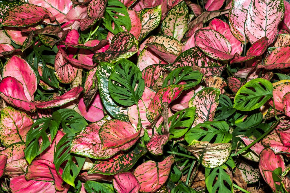 a large pile of pink and green leaves