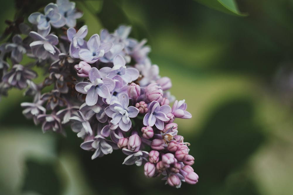 a close up of a bunch of purple flowers