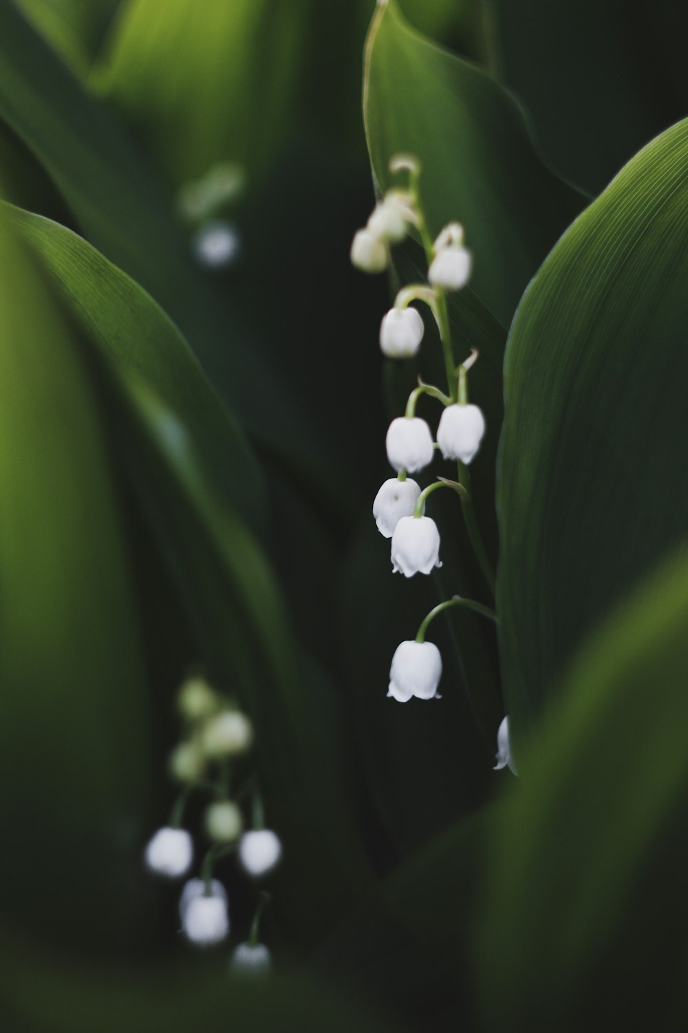 a close up of a plant with white flowers