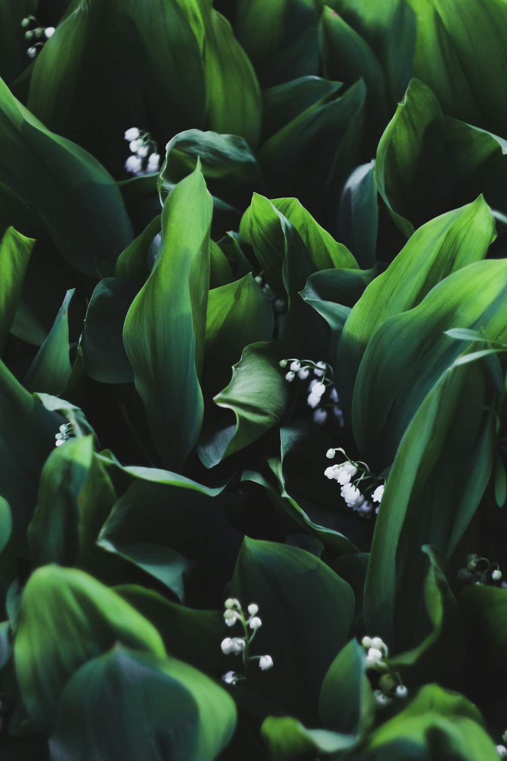 a bunch of green leaves with white flowers