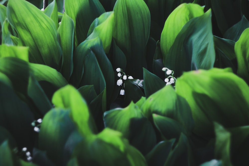 a close up of a bunch of green leaves