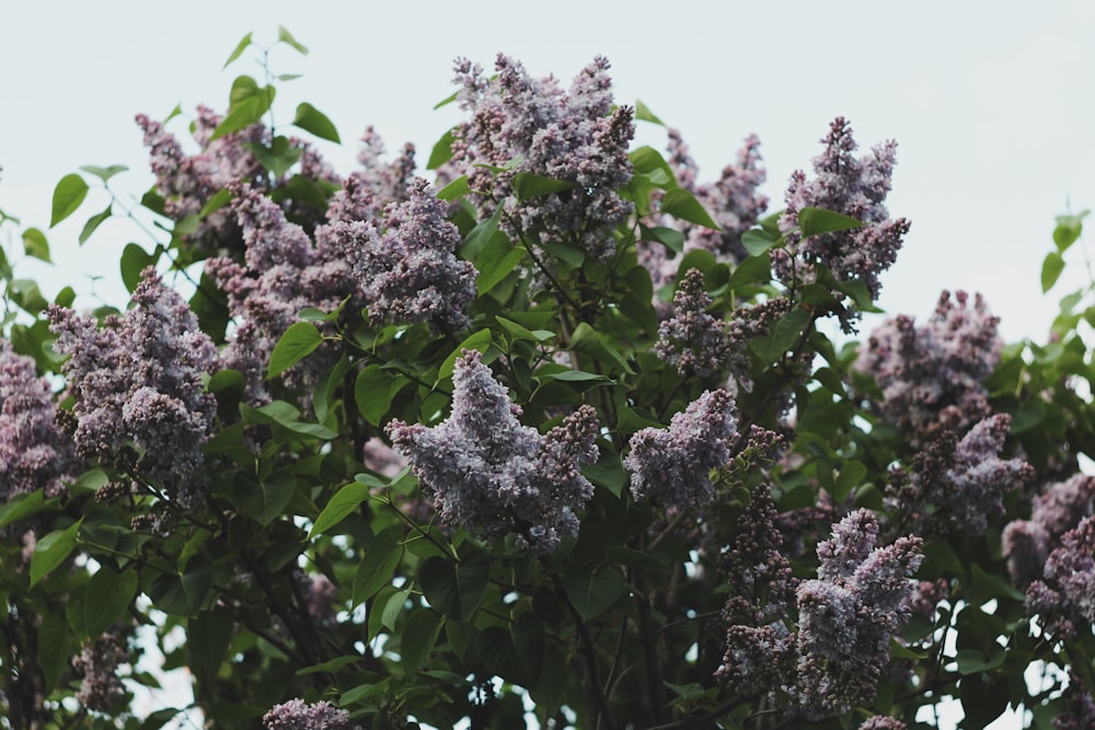 a tree with purple flowers and green leaves