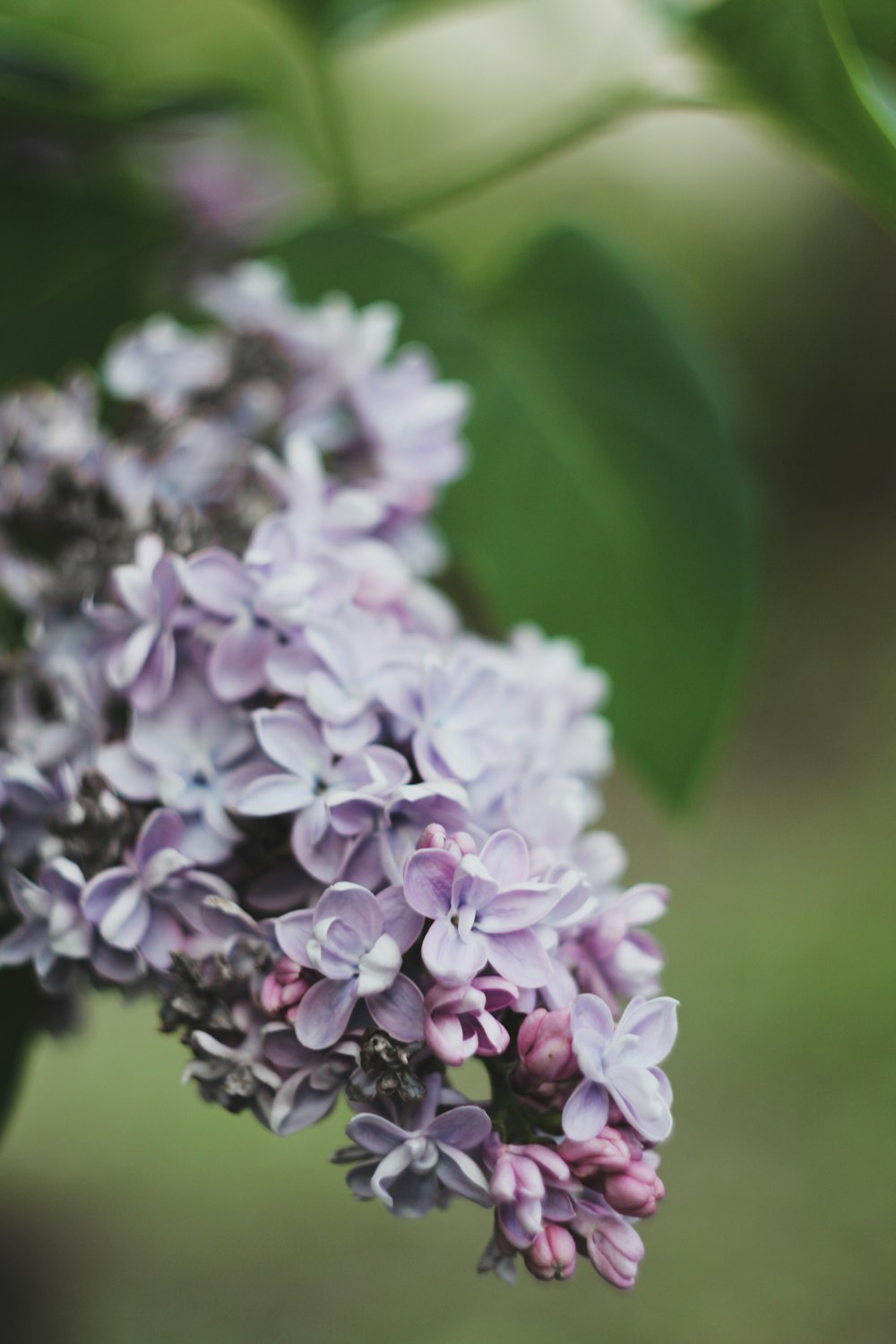 a close up of a bunch of purple flowers