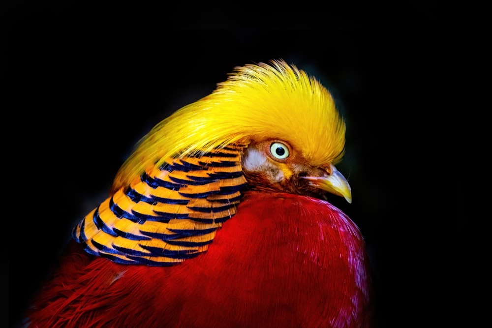 a close up of a colorful bird on a black background