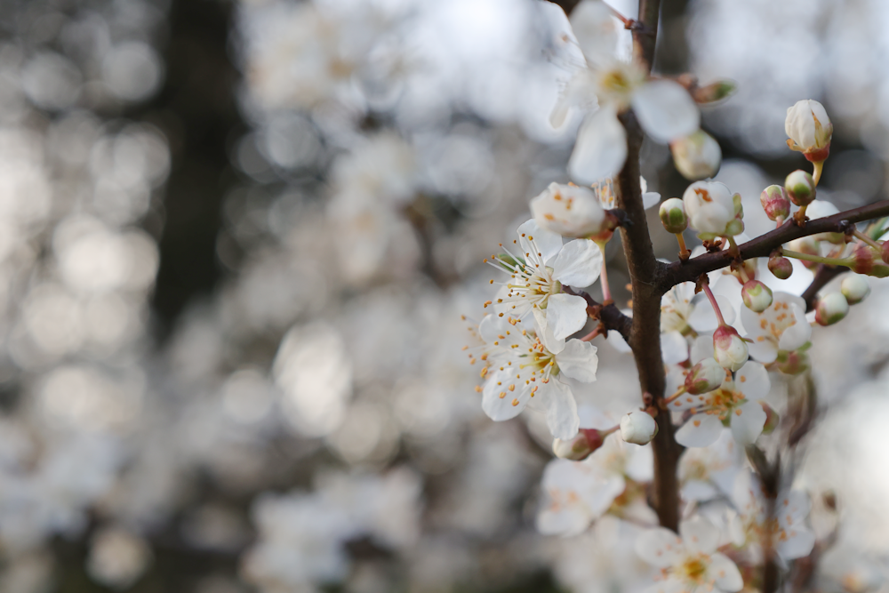 a close up of a tree with white flowers