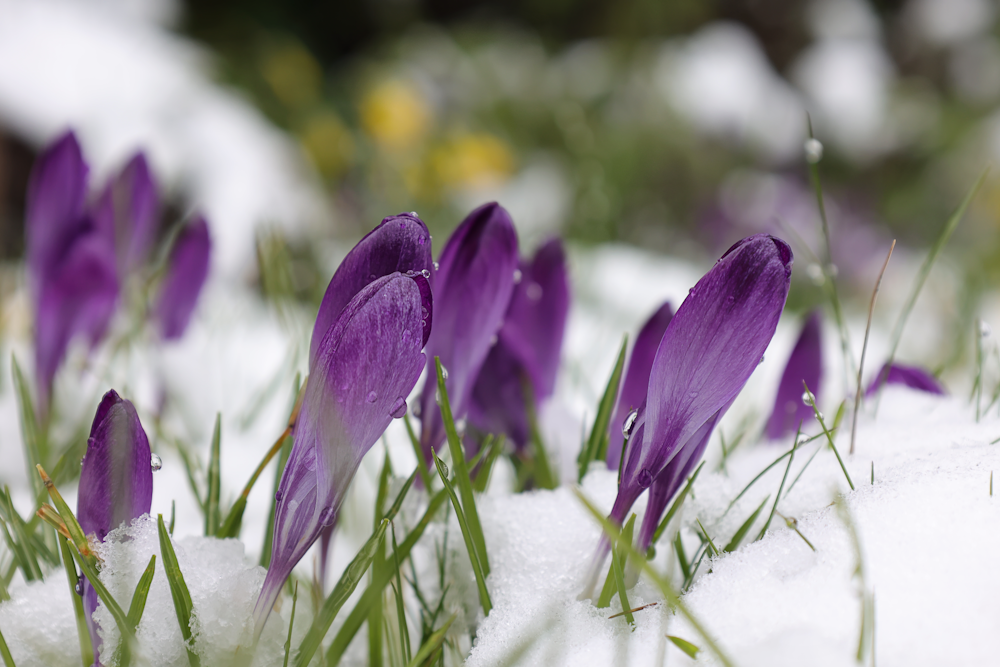 a group of purple flowers sitting on top of snow covered ground