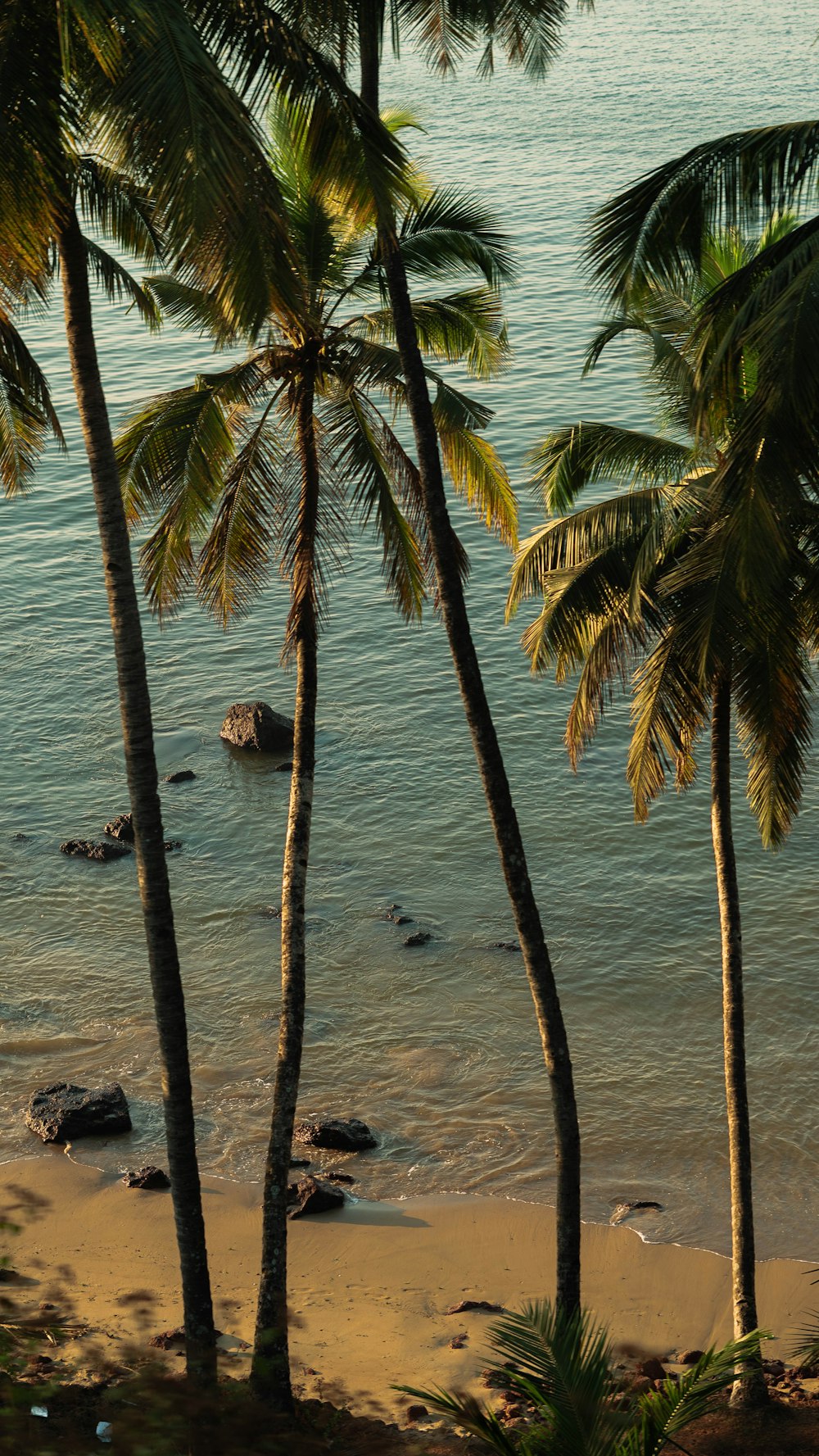 a beach with palm trees and a body of water