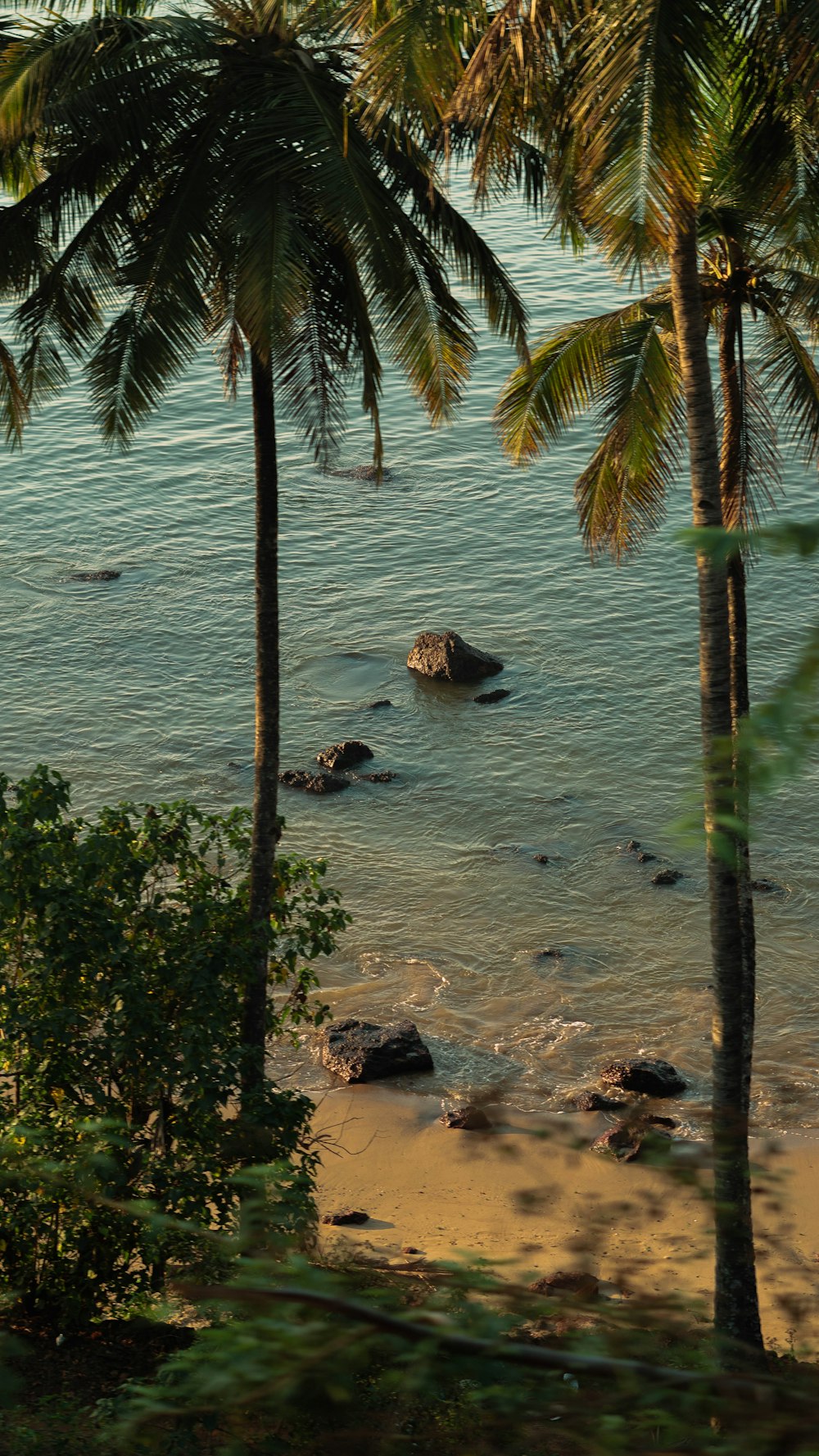 a couple of palm trees that are by the water