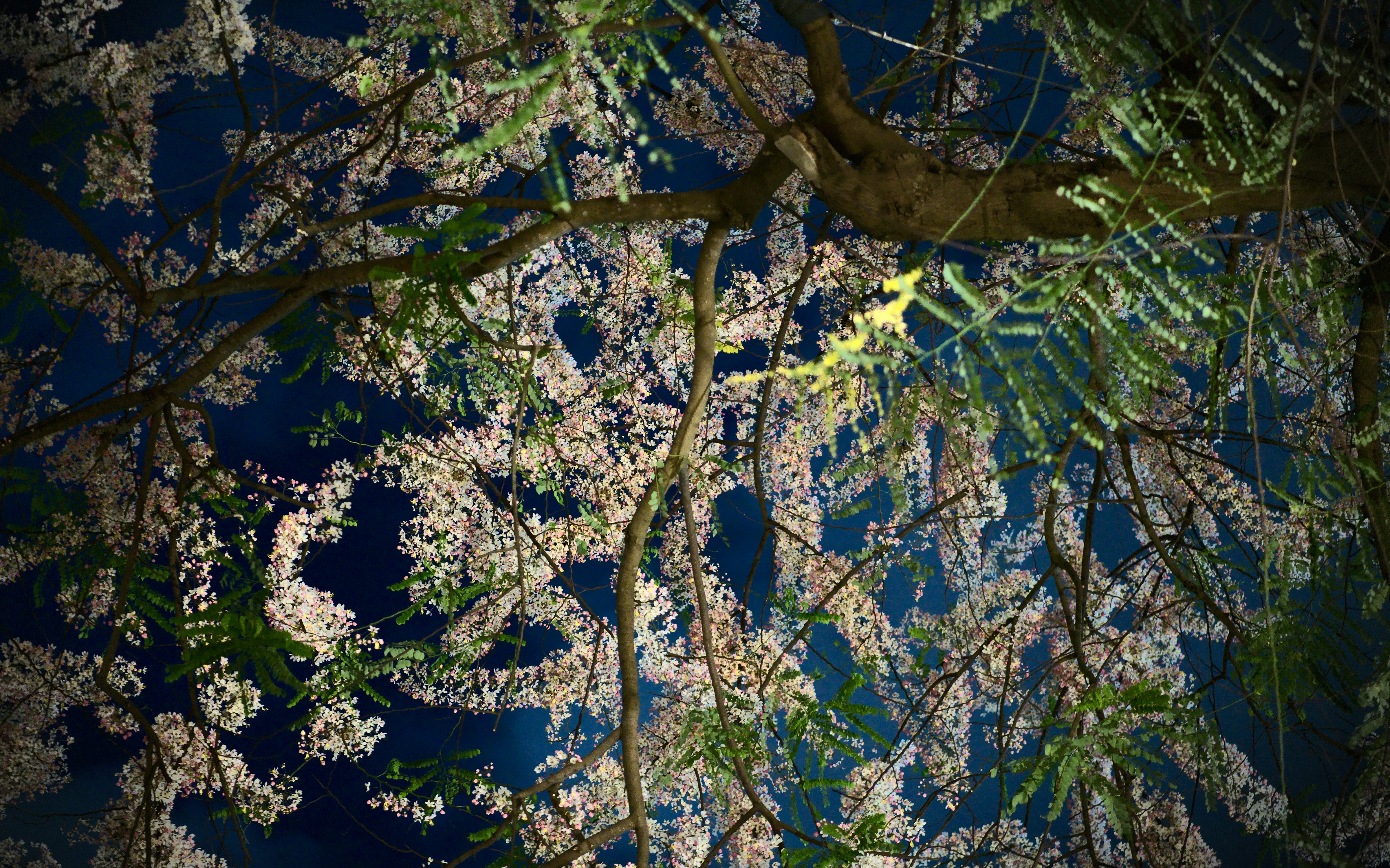 Illuminated cherry blossoms at night