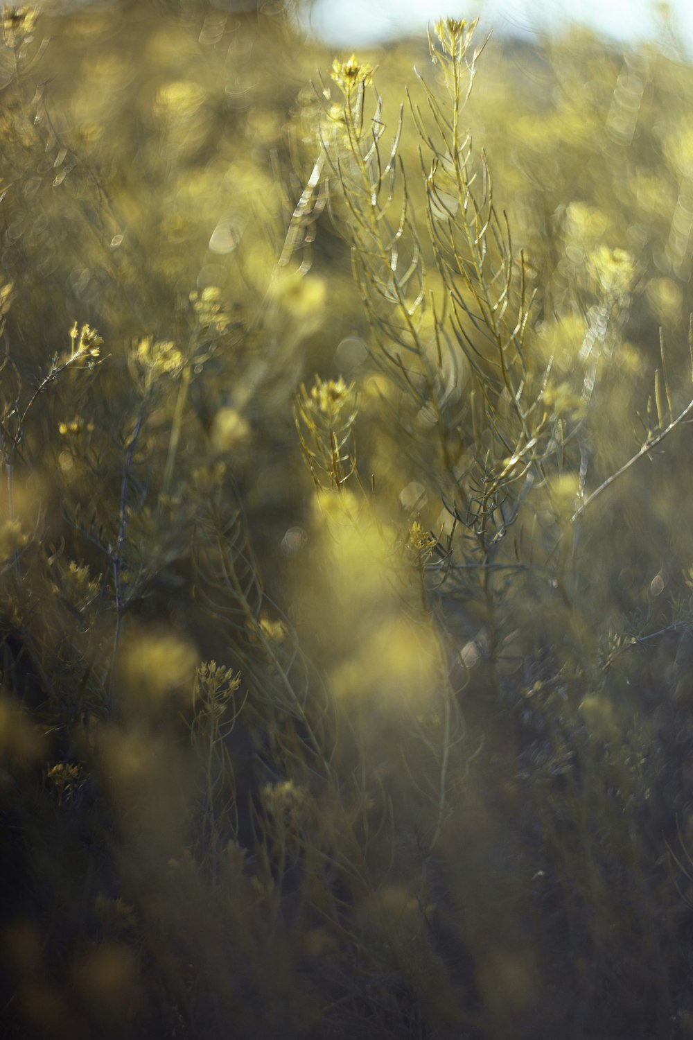 a blurry photo of a field of yellow flowers
